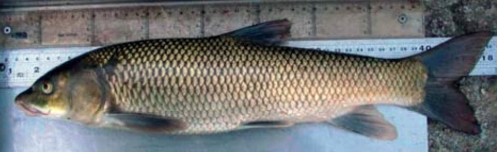 Luciobarbus (Barbus) graellsii_07.jpg